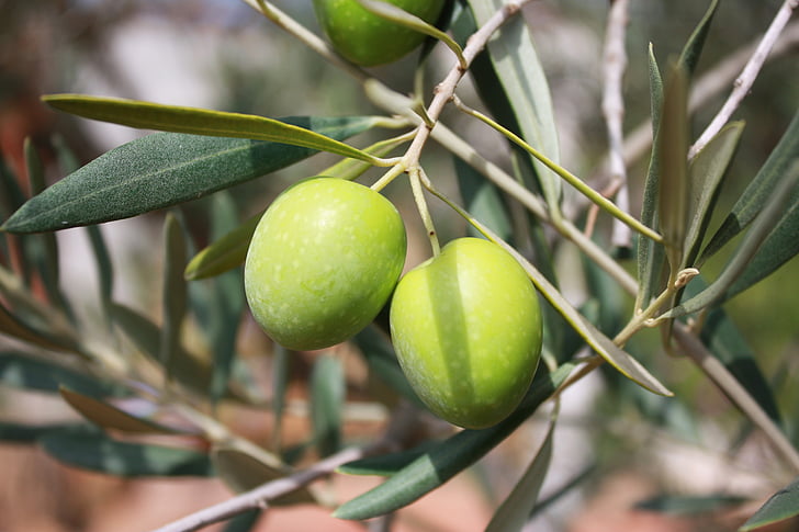 Extra Virgin Olive Oil: Weighing the Advantages and Disadvantages